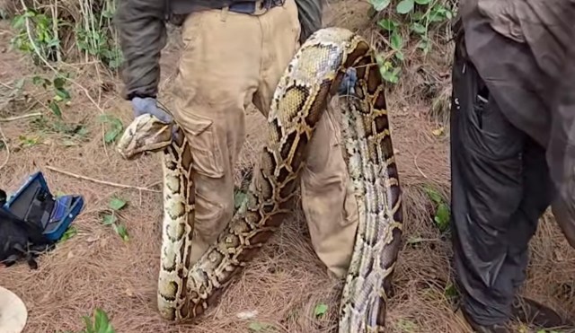 Unexpected heroes enlist in battle against ginormous snake taking over ...