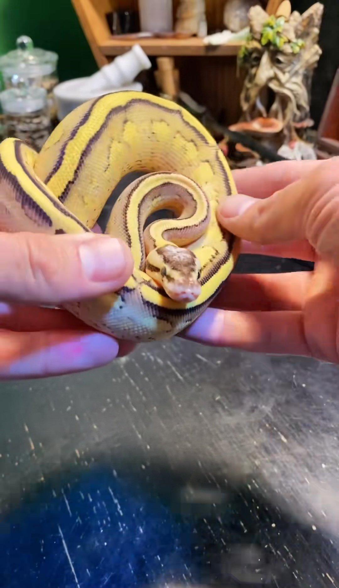 5 amazing snakes!
