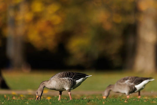 Geese | Source: GOOGLE
