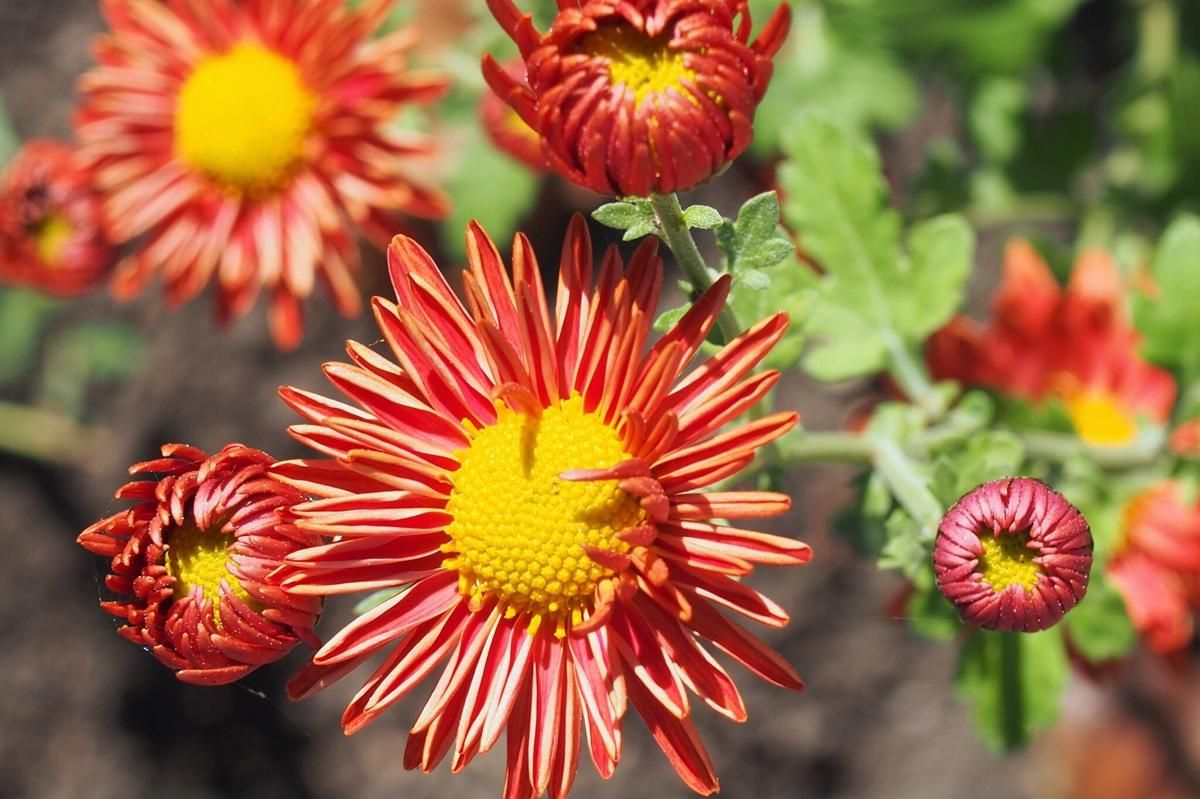 5 fakta unik bunga serunai yang dianggap tabu