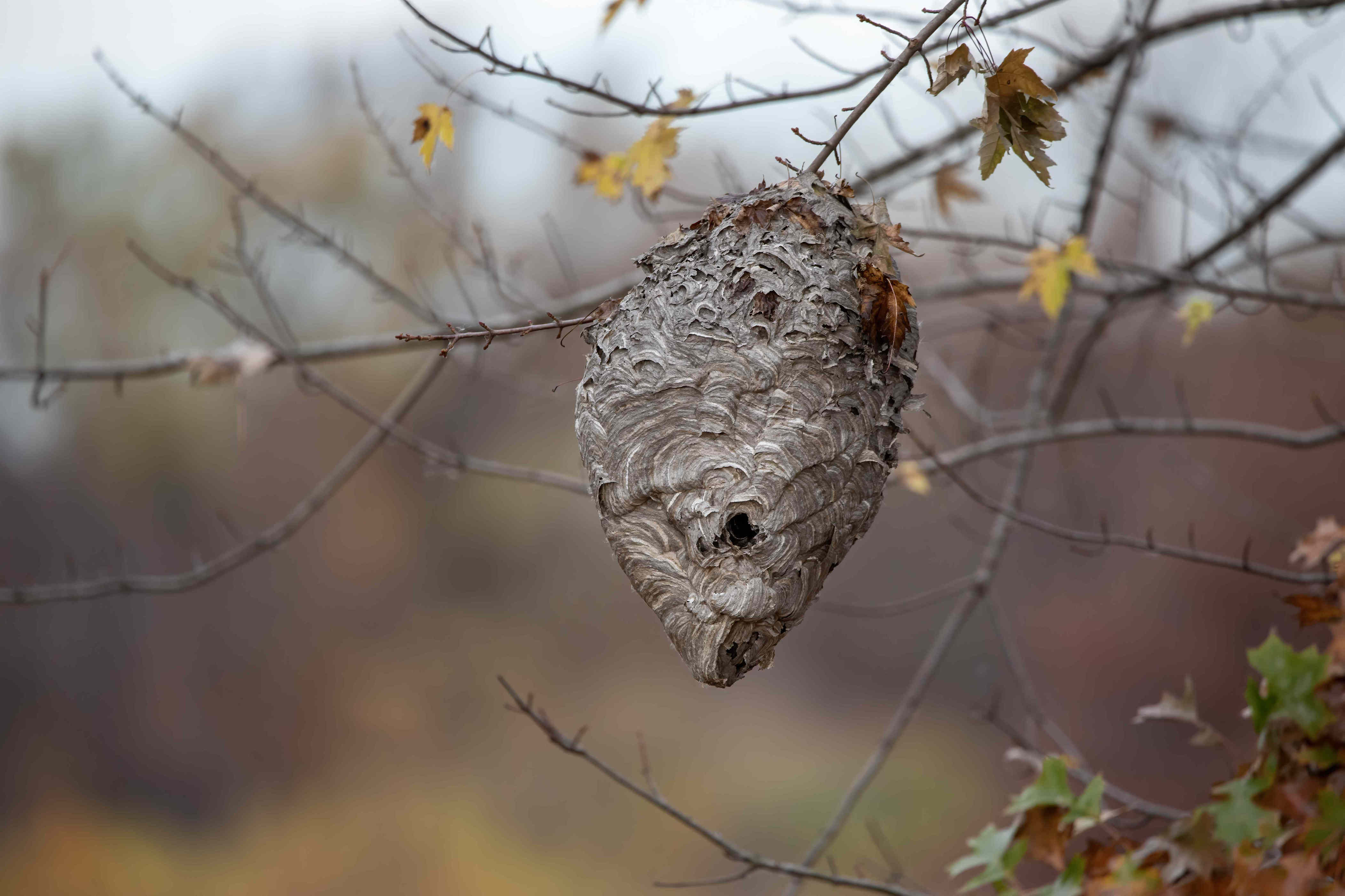 Where do bees and wasps go in the winter?