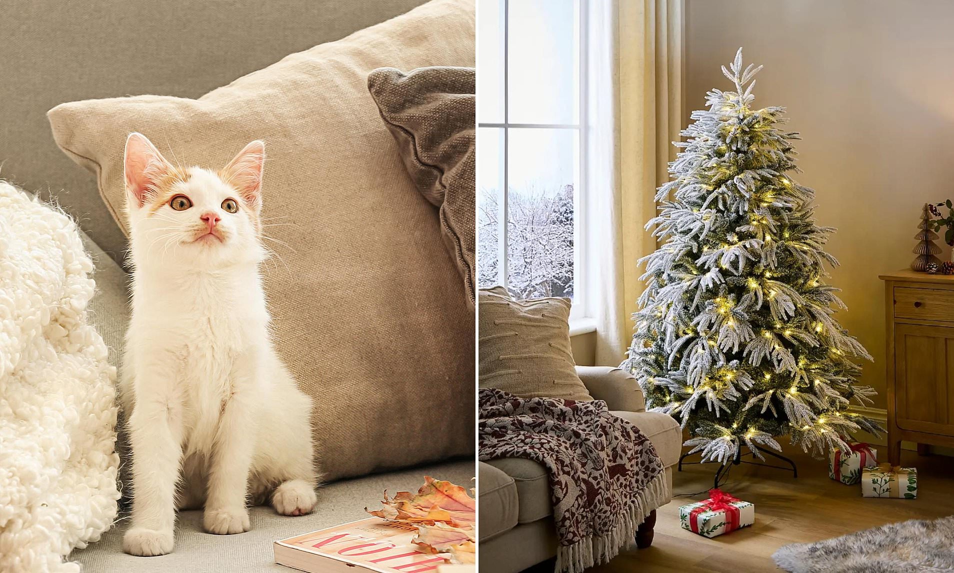 Cat charity urges owners to have a purrfect Christmas without stressing out their pets