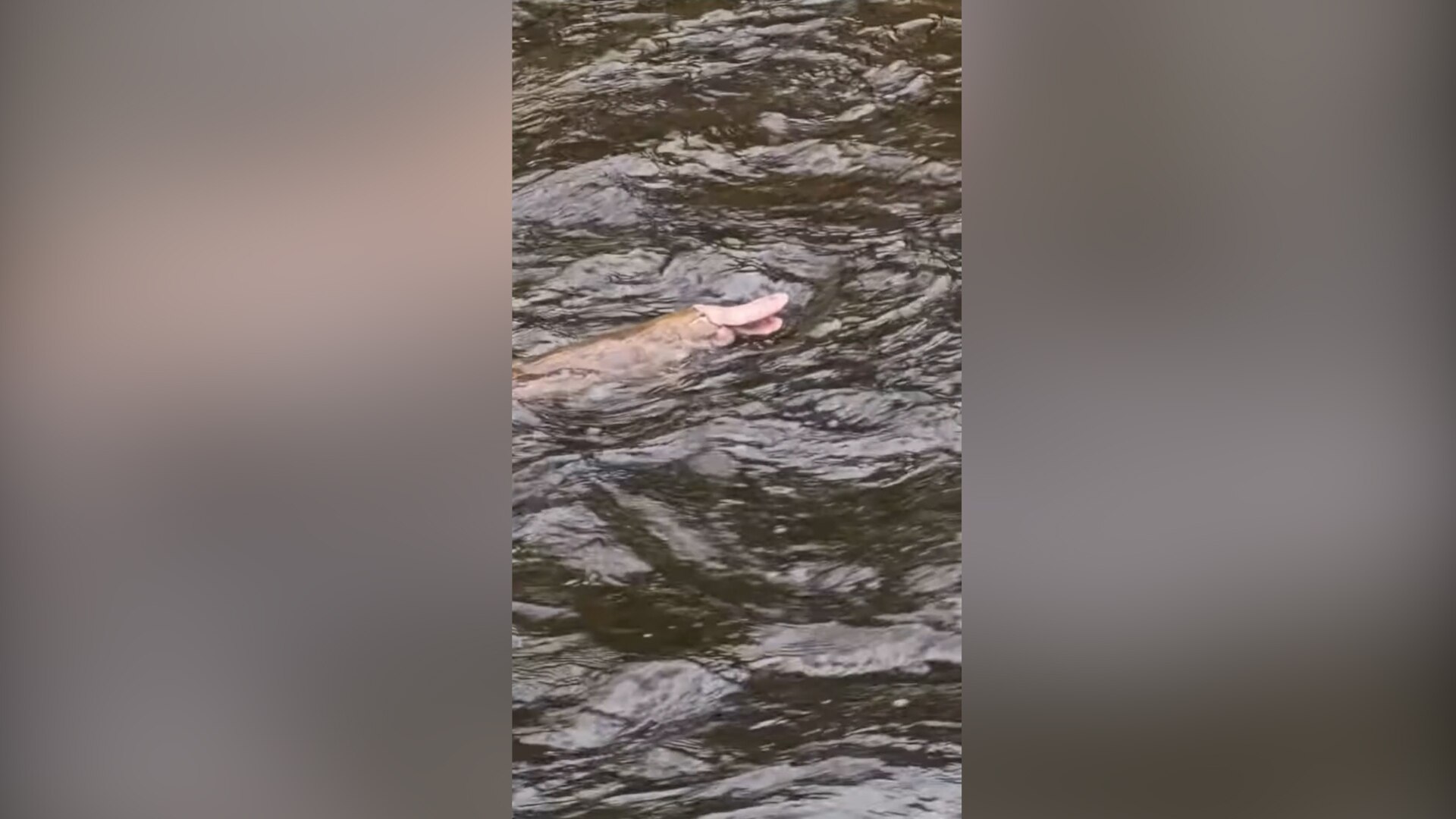 Rare pink platypus spotted in East Gippsland river by Melbourne fisherman