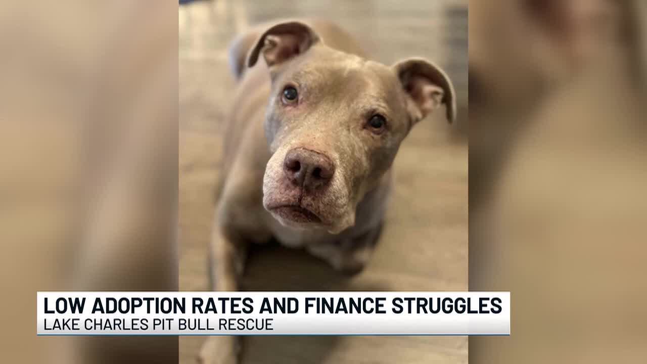 Lake Charles Pit Bull Rescue facing financial struggles after low ...