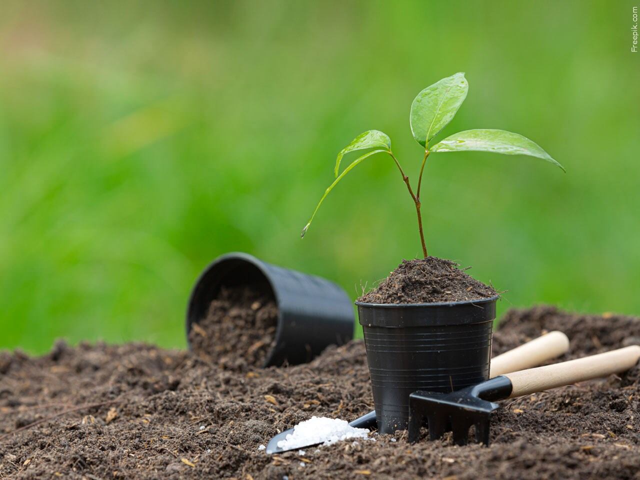 TreeFest offers free tree seedlings to restore regional canopy