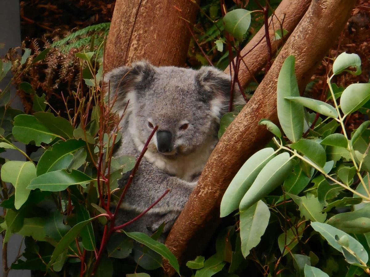 4 Kebiasaan Unik Koala, Hewan Lucu yang Suka Tidur Terus-menerus