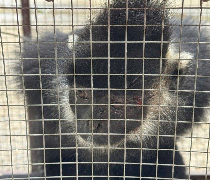 Con vật quý hiếm liên tiếp tấn công người dân ở Quảng Trị đã bị bắt giữ