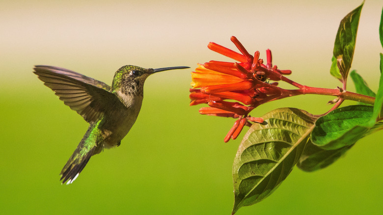Beautiful bushes that'll turn your yard into a hummingbird haven