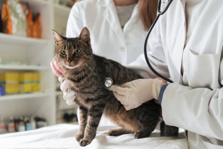 These 10 warning signs mean your cat may be unwell