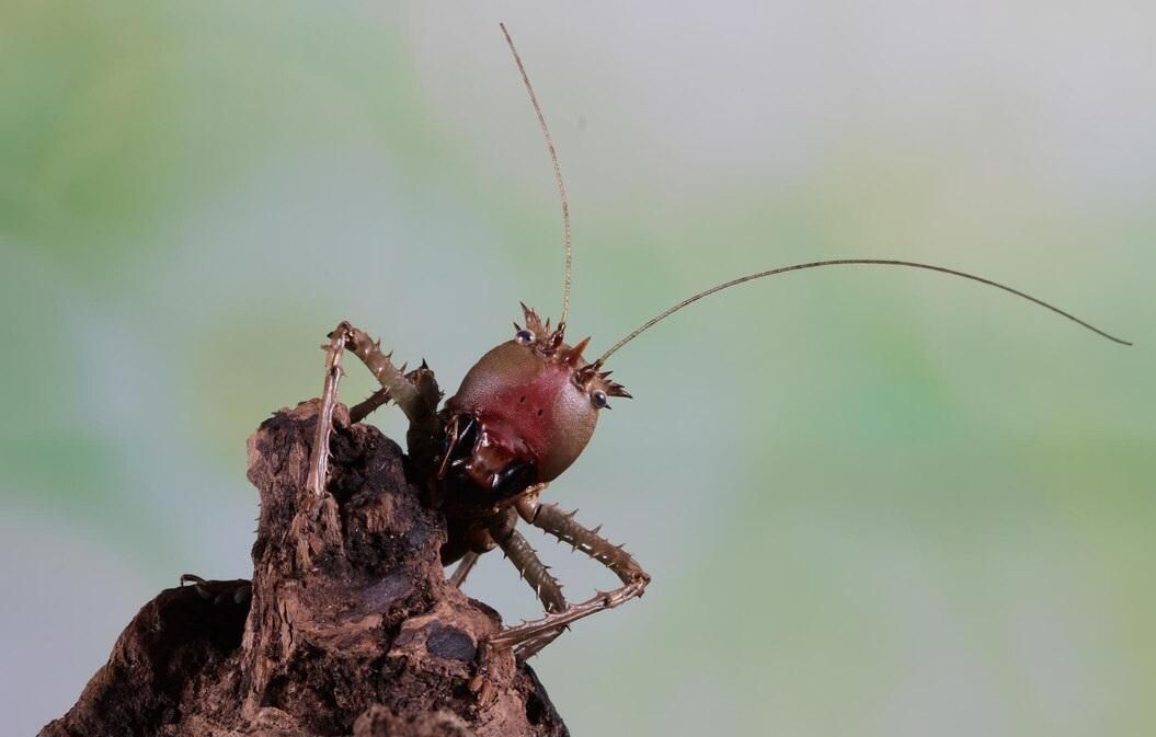 5 Fakta Semut Parasit, Pembunuh Ratu yang Mencengangkan