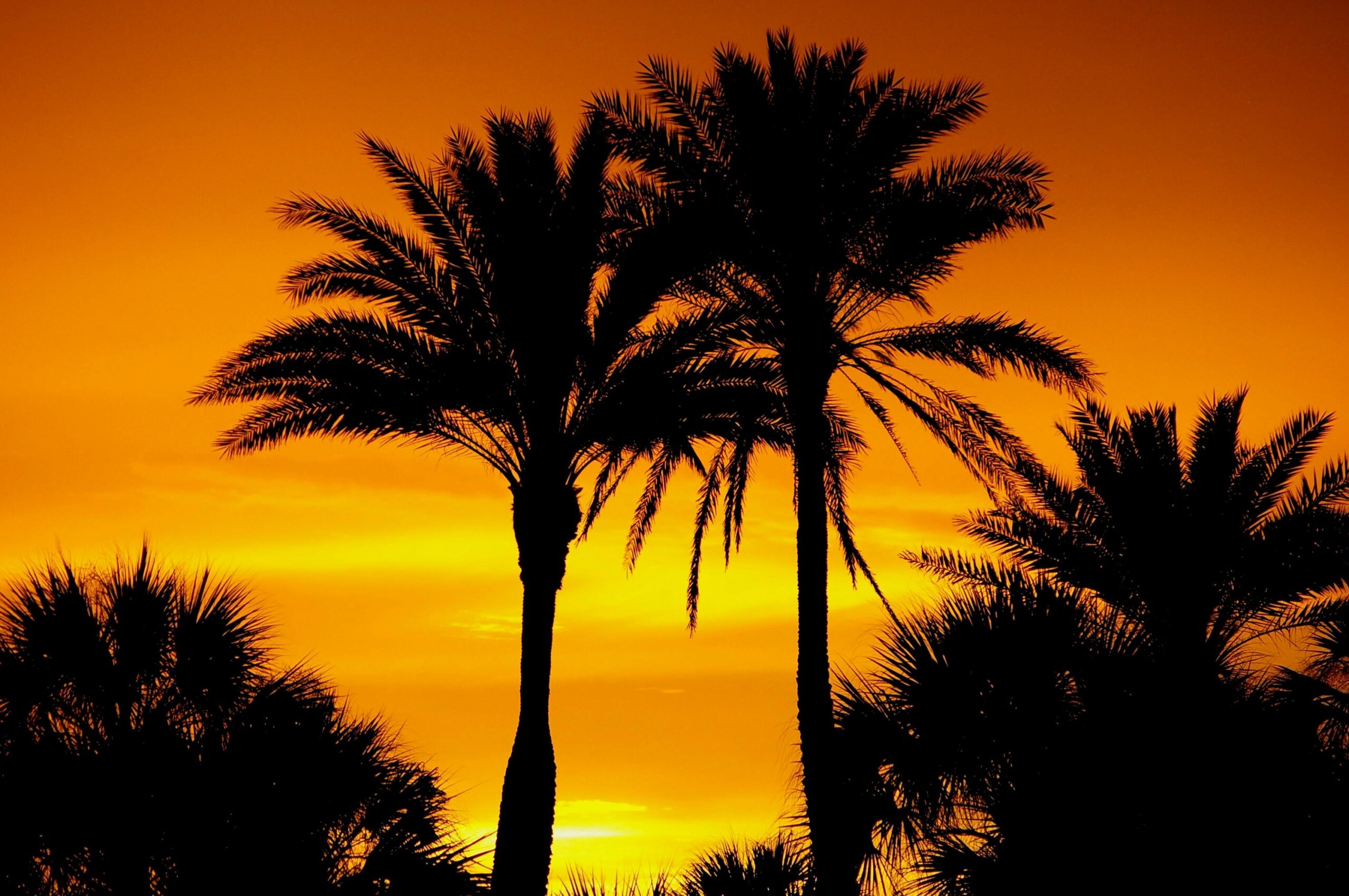 Florida luxury home sales have collapsed