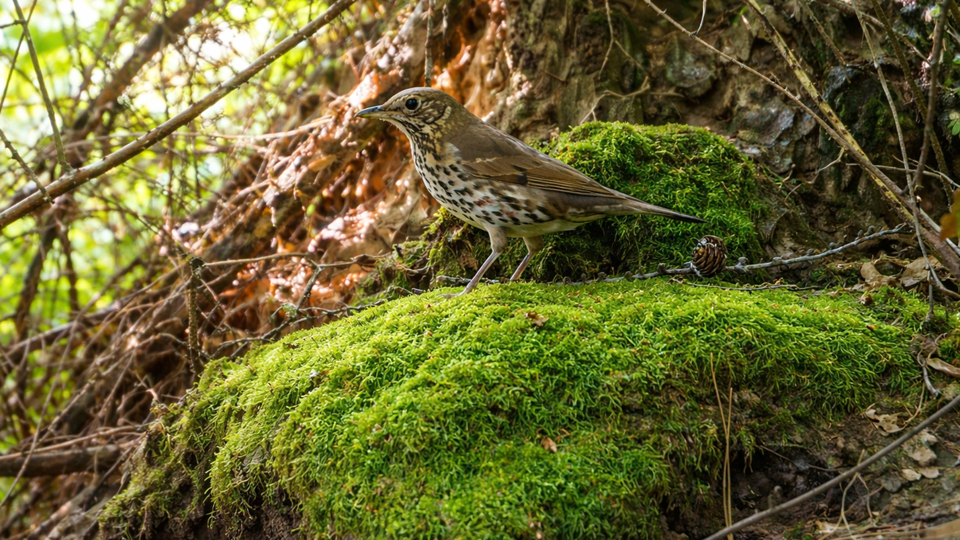 Cameraval onthult het verborgen leven van het bos