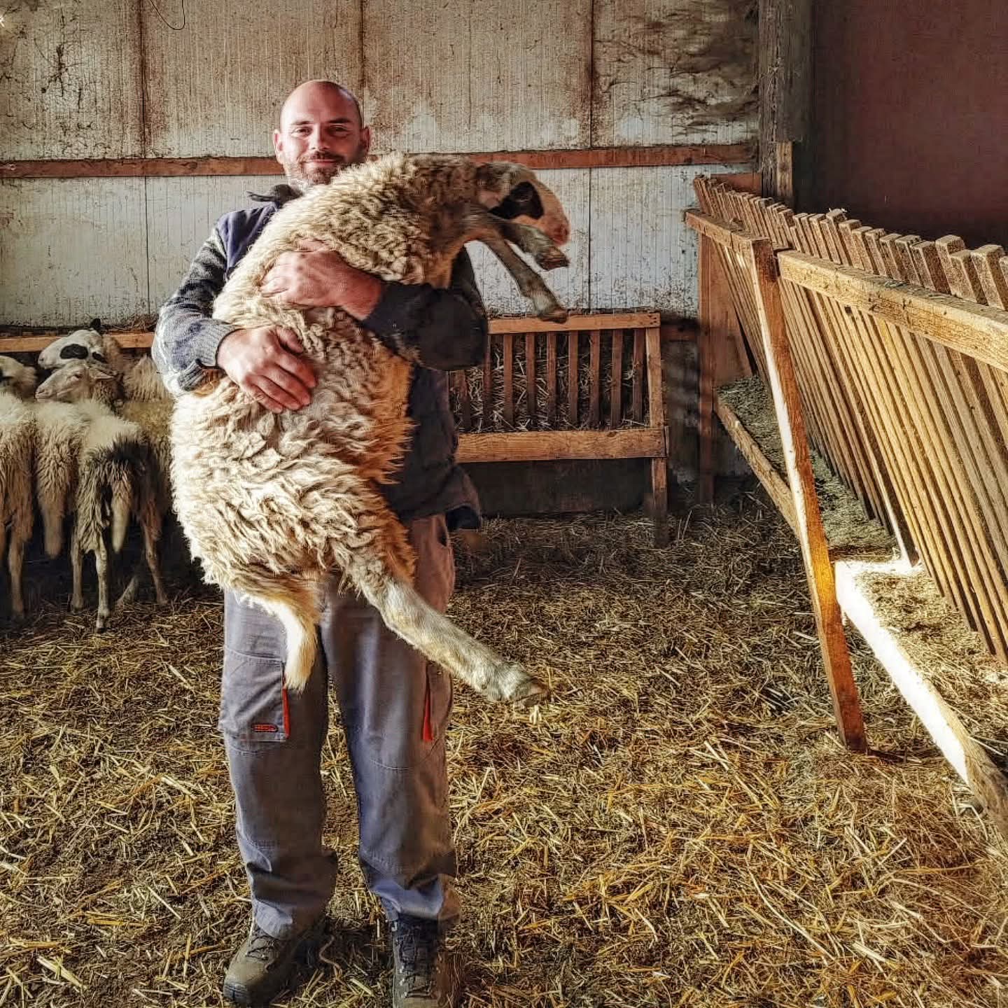 Το πρωί, στα ζώα για άρμεγμα και για καθάρισμα του στάβλου.