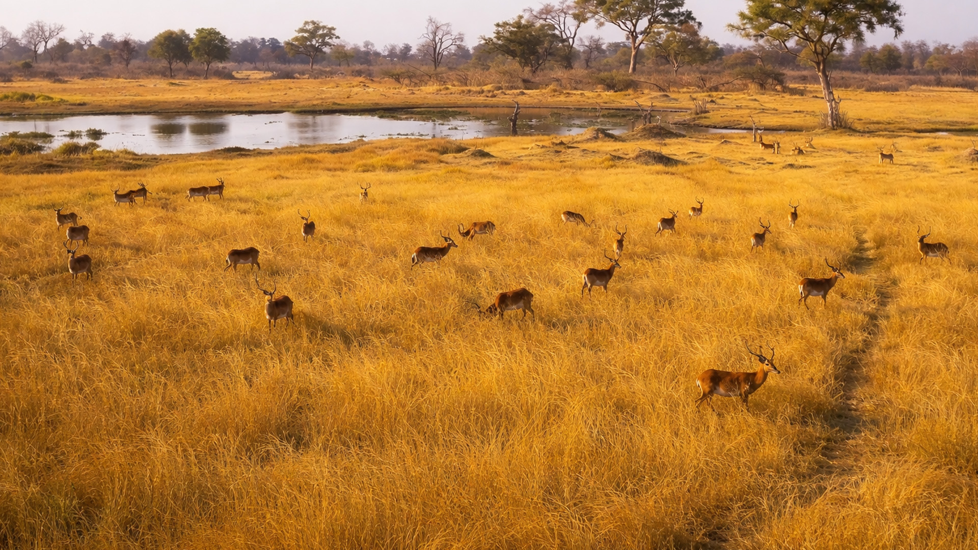 Golden plains of Botswana