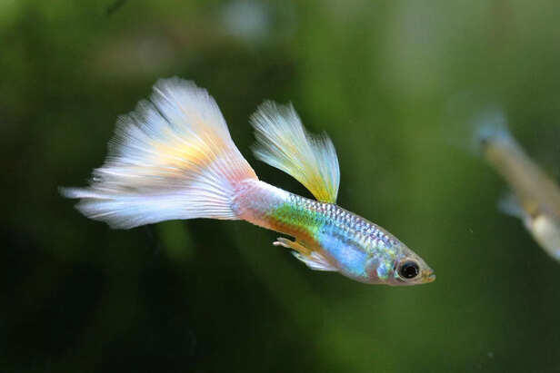 Planning a home aquarium? These fish are total eye-catchers