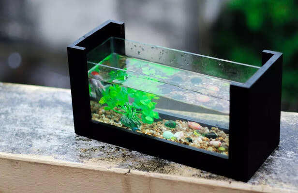 Visual Reference: Planning A Home Aquarium These Fish Are Total Eye Catchers