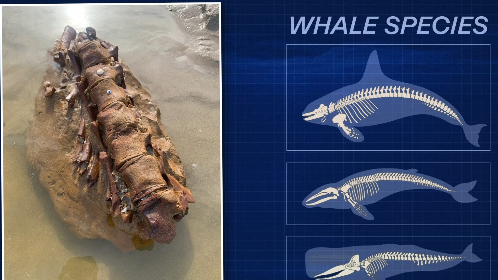'Really rare find': 20-million-year-old whale fossil discovered