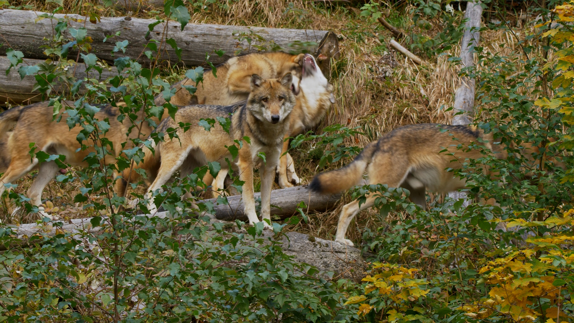 Filmé una manada de lobos alerta en el bosque