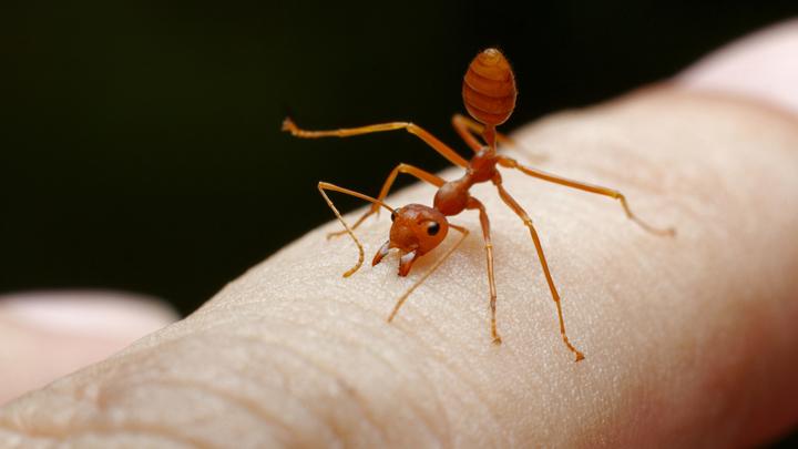 Semut Parasit Meningkatkan Kekerasan Akibat Pemanasan Global