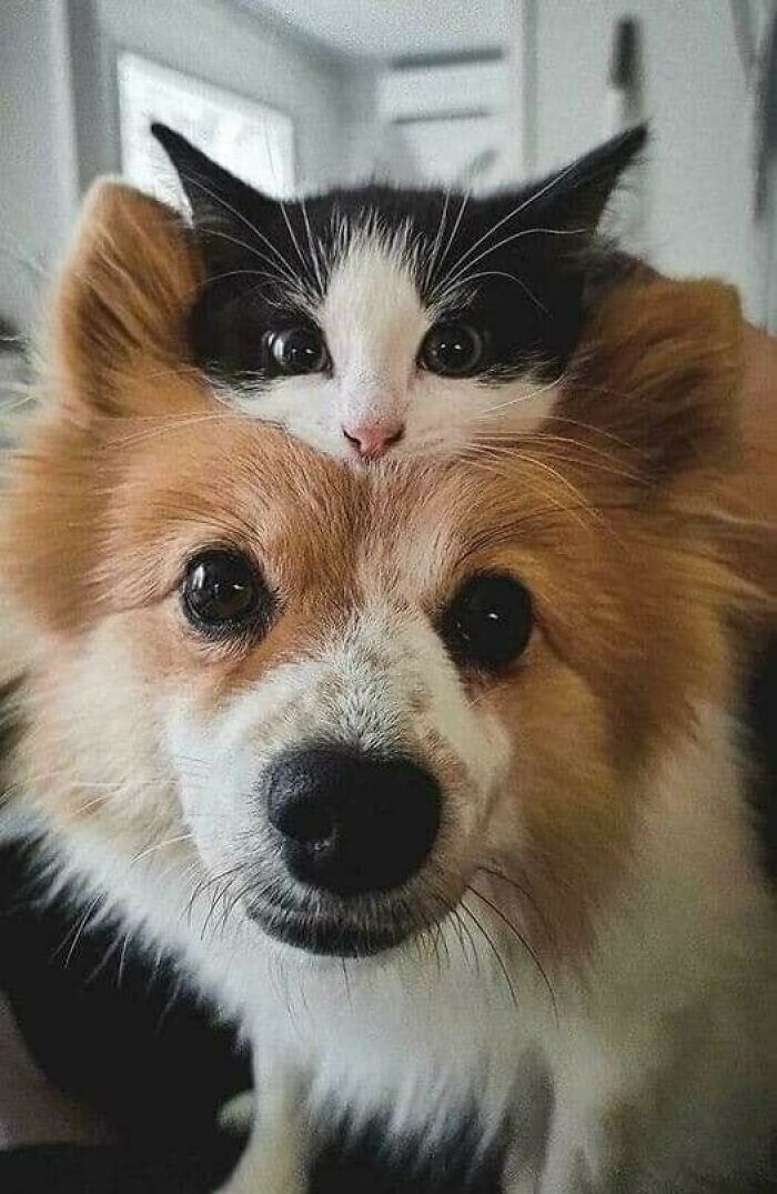 47 Wholesome And Unusual Animal Pics To Give You Some Serious Animal Therapy