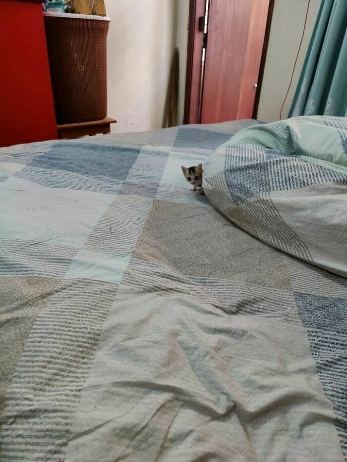 47 Wholesome And Unusual Animal Pics To Give You Some Serious Animal Therapy