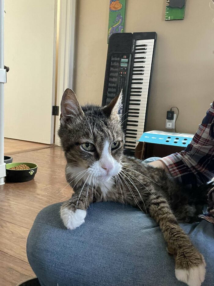 49 Adopted Pets Who Brought Joy To Their New Owners