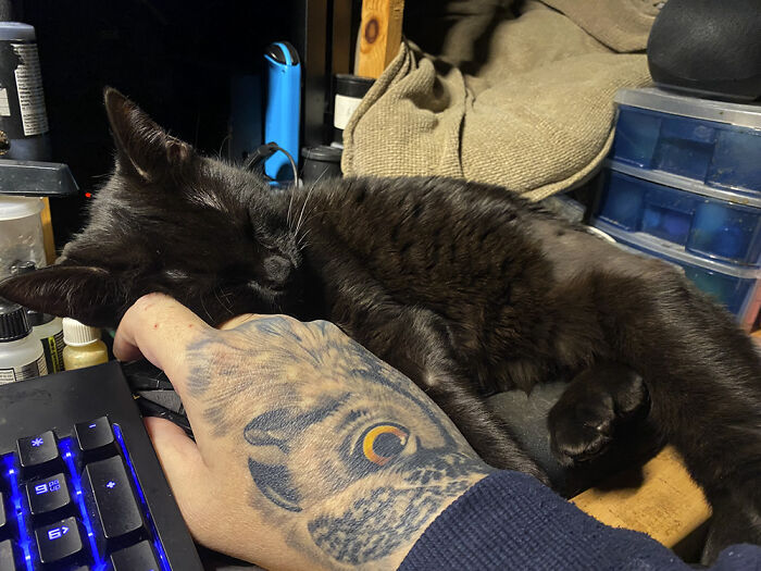 49 Adopted Pets Who Brought Joy To Their New Owners