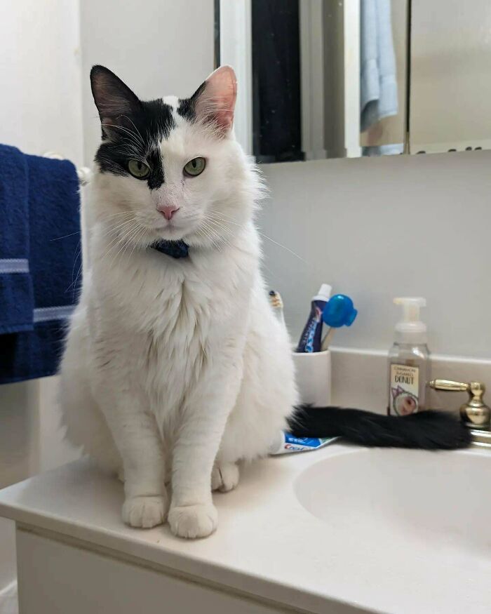 49 Adopted Pets Who Brought Joy To Their New Owners