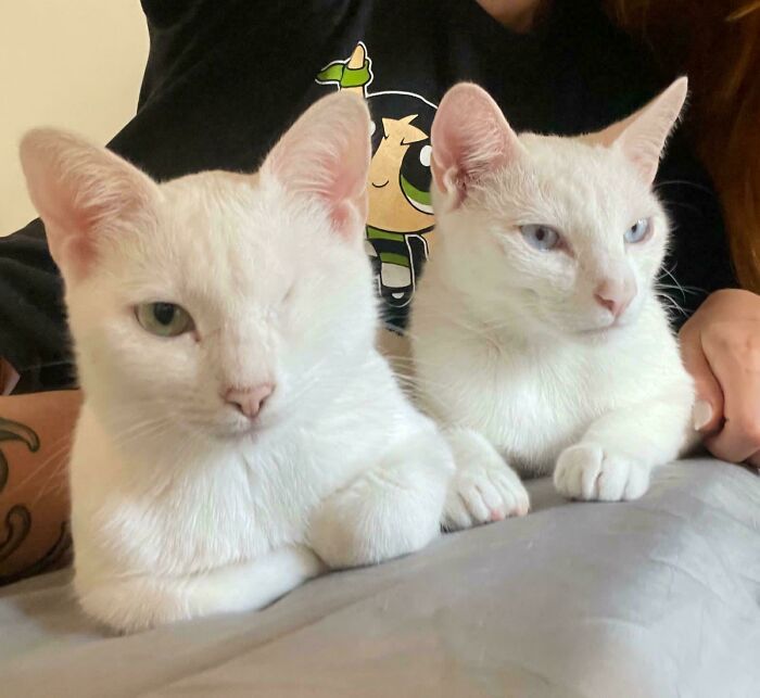 49 Adopted Pets Who Brought Joy To Their New Owners