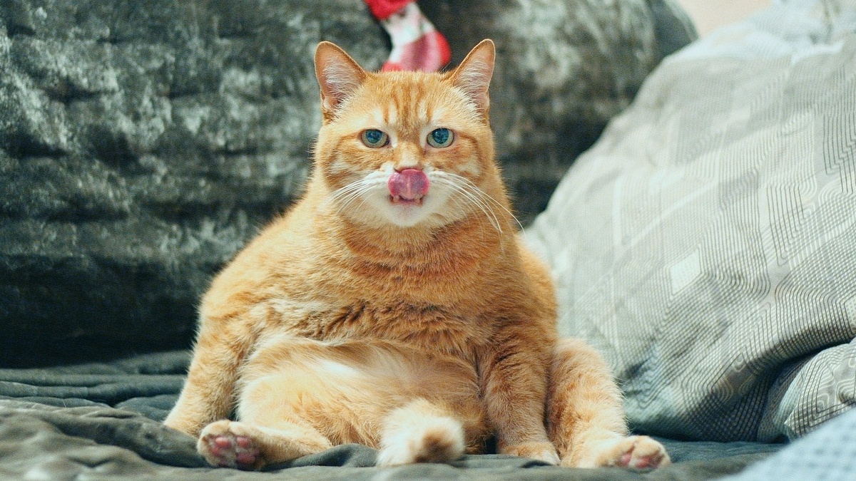 A closer look at Why Cats Prefer No Water