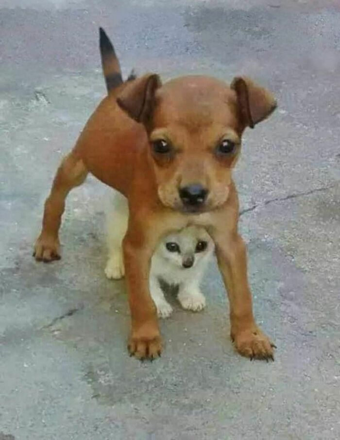 47 Wholesome And Unusual Animal Pics To Give You Some Serious Animal Therapy
