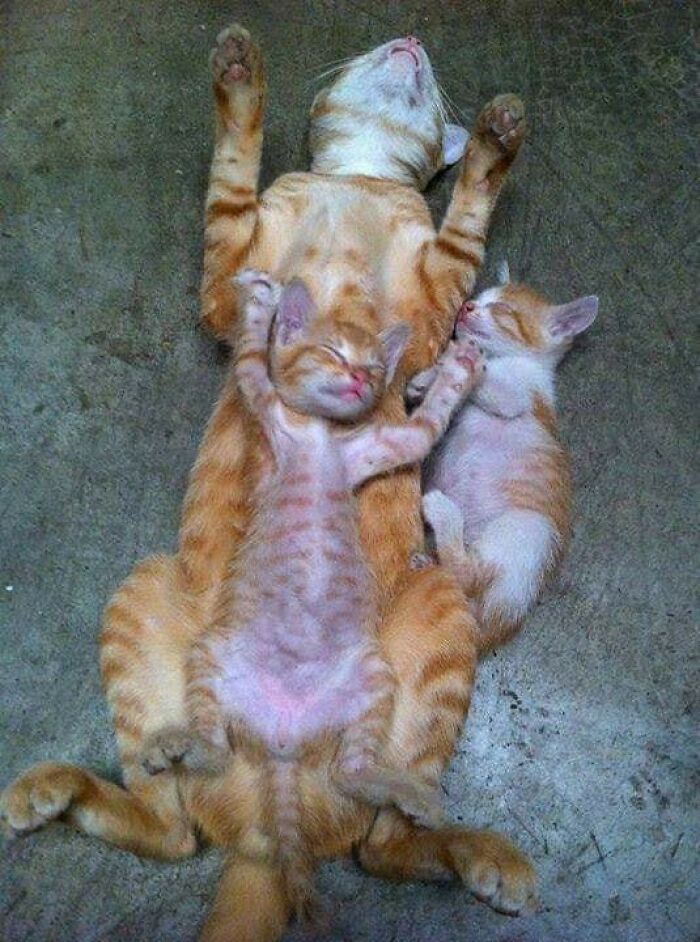 47 Wholesome And Unusual Animal Pics To Give You Some Serious Animal Therapy
