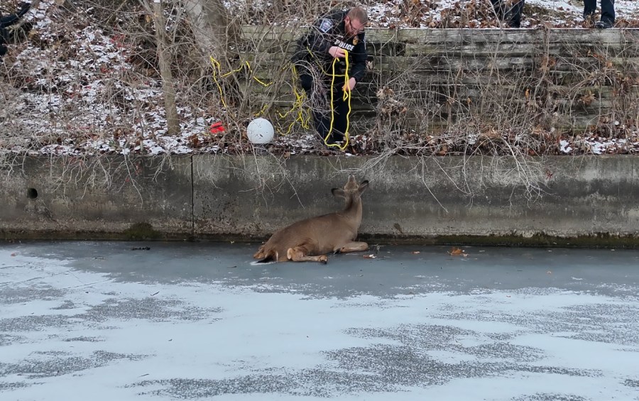 Fishers police rescue deer trapped on ice