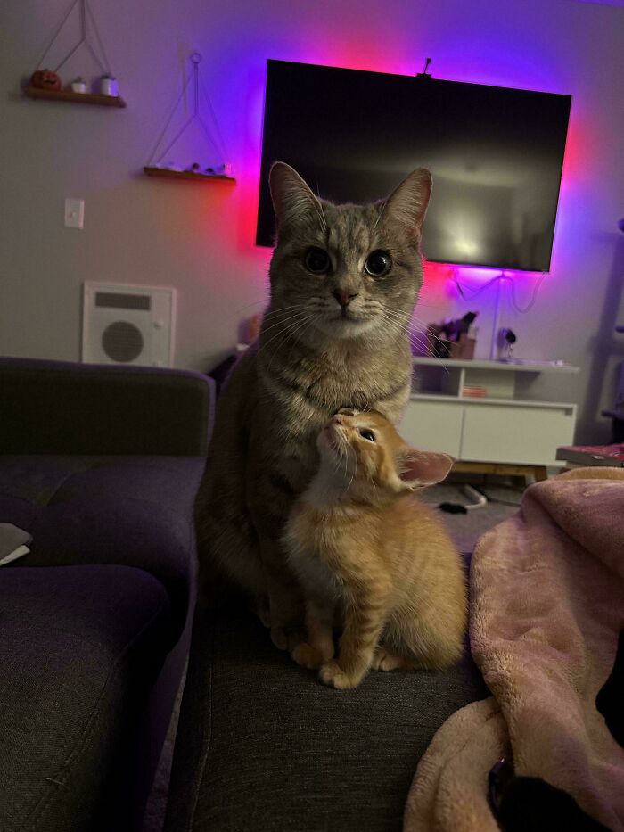 49 Adopted Pets Who Brought Joy To Their New Owners