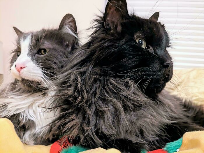 49 Adopted Pets Who Brought Joy To Their New Owners