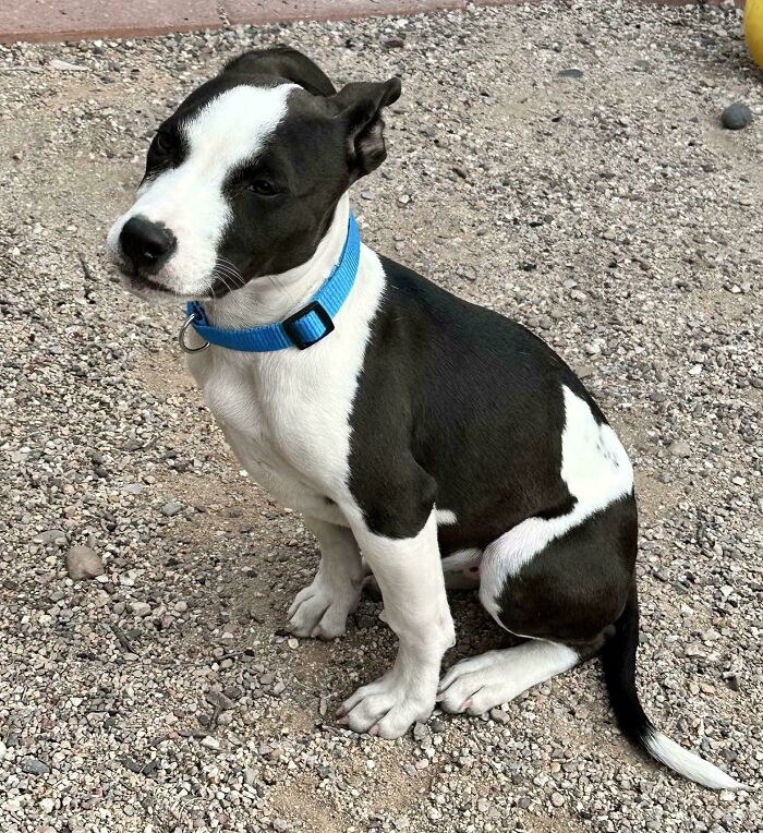 49 Adopted Pets Who Brought Joy To Their New Owners