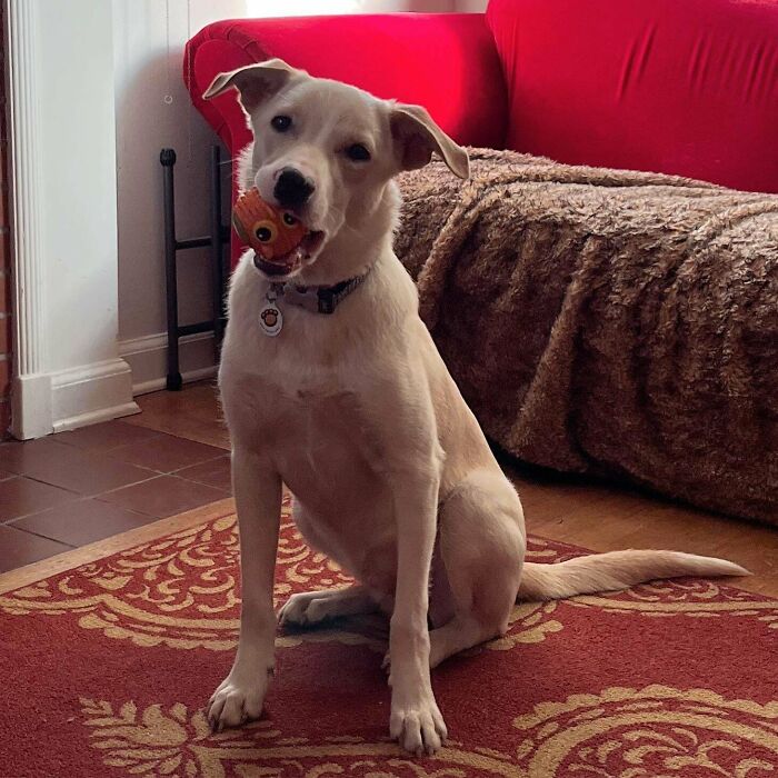 49 Adopted Pets Who Brought Joy To Their New Owners