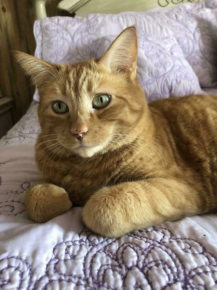 49 Adopted Pets Who Brought Joy To Their New Owners