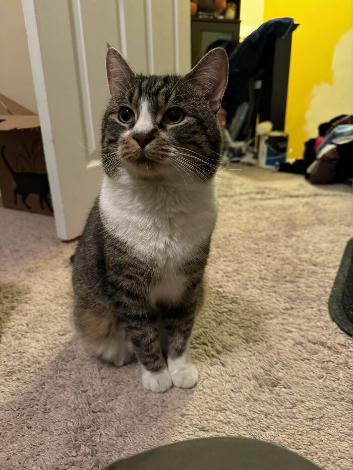 49 Adopted Pets Who Brought Joy To Their New Owners