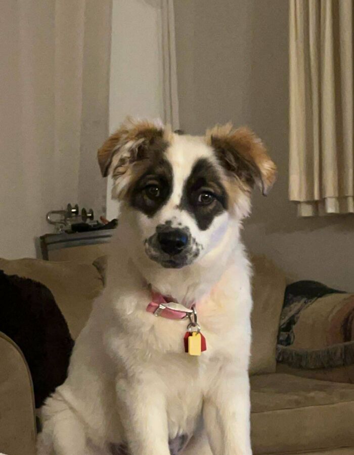 49 Adopted Pets Who Brought Joy To Their New Owners