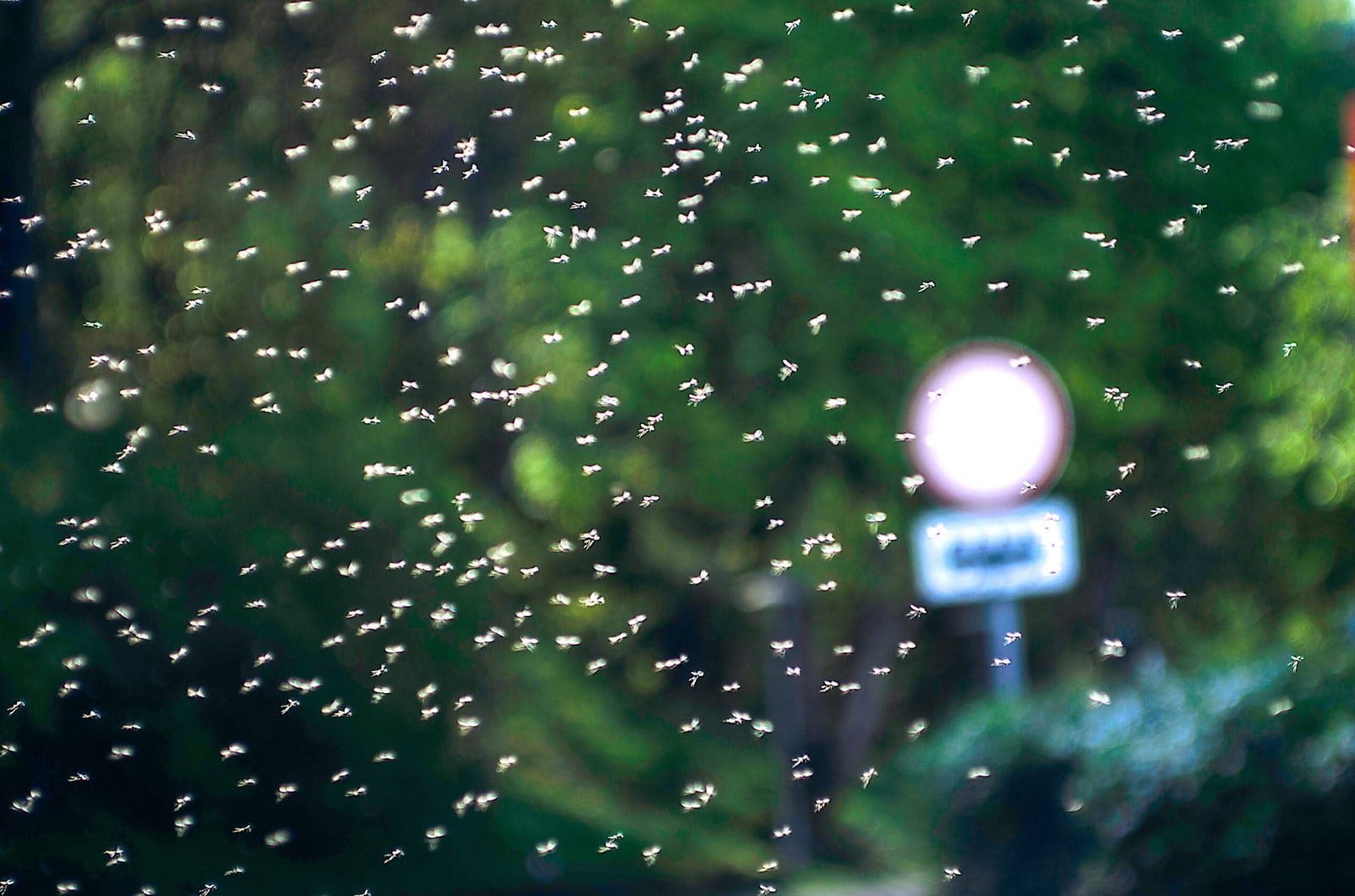 Scientists reveal the staggering number of insects flying in the sky ...