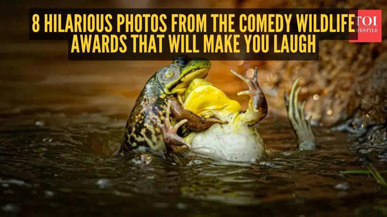 8 hilarious photos from the Comedy Wildlife Awards that will make you laugh