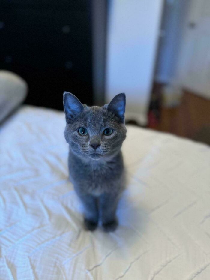49 Adopted Pets Who Brought Joy To Their New Owners