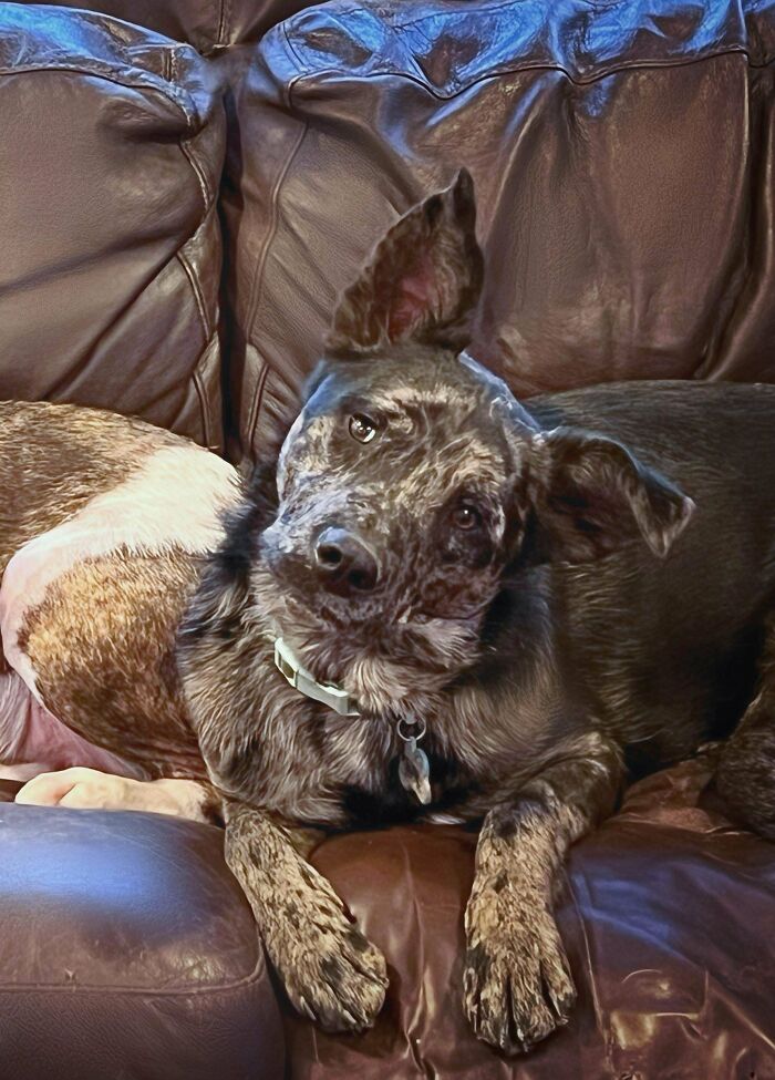 49 Adopted Pets Who Brought Joy To Their New Owners