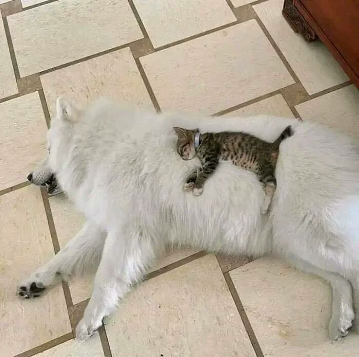 47 Wholesome And Unusual Animal Pics To Give You Some Serious Animal Therapy