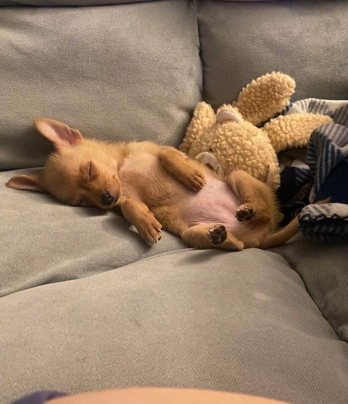 49 Adopted Pets Who Brought Joy To Their New Owners