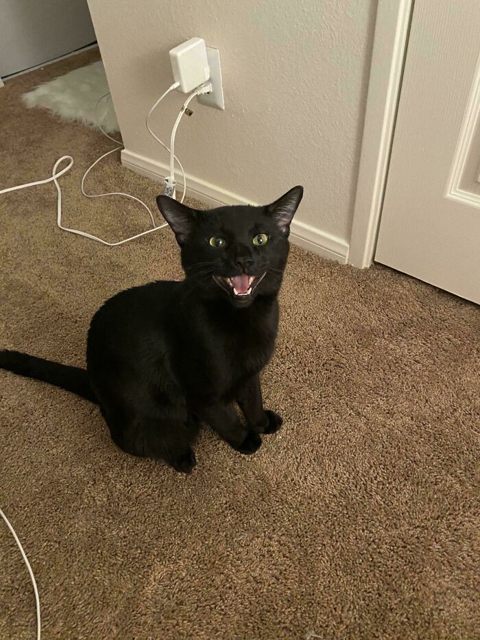 49 Adopted Pets Who Brought Joy To Their New Owners