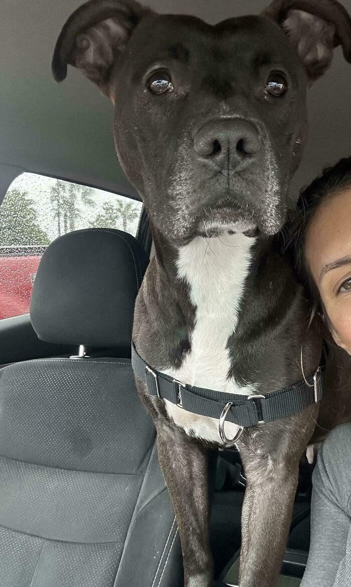 49 Adopted Pets Who Brought Joy To Their New Owners