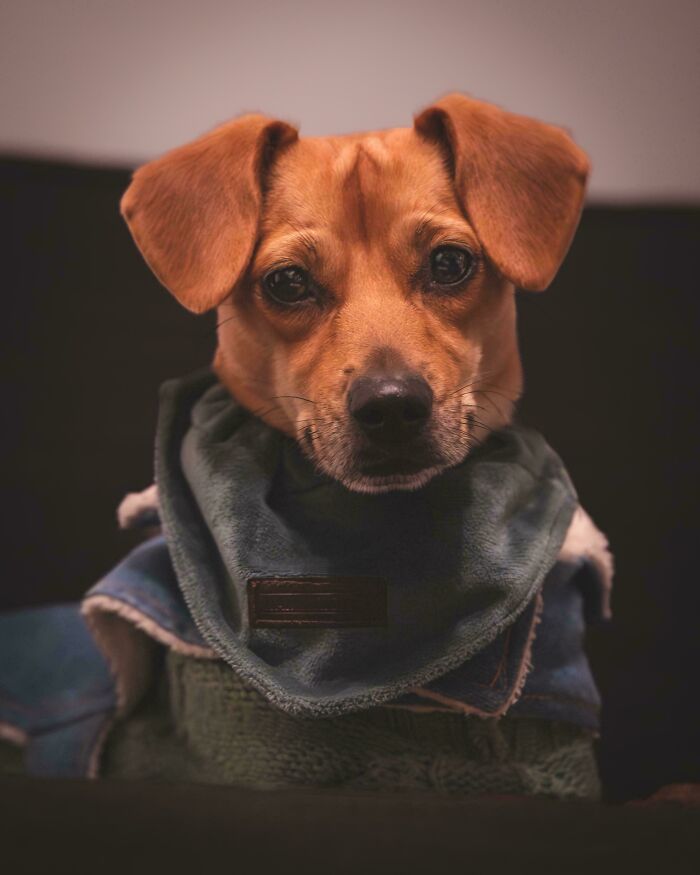 49 Adopted Pets Who Brought Joy To Their New Owners