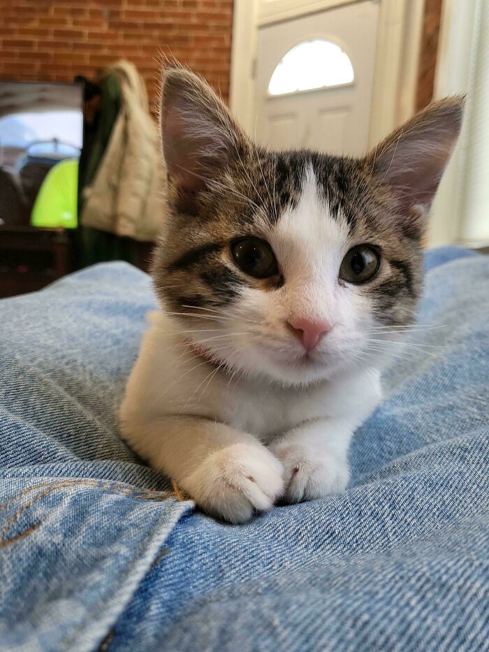 49 Adopted Pets Who Brought Joy To Their New Owners